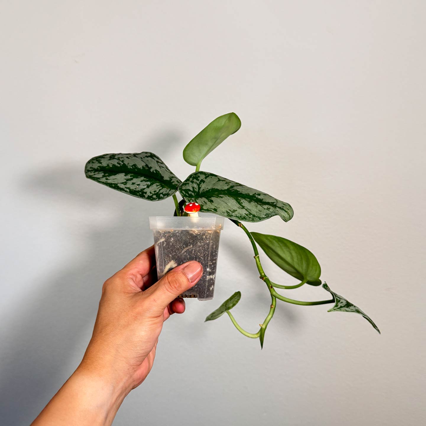 Scindapsus Silver Splash