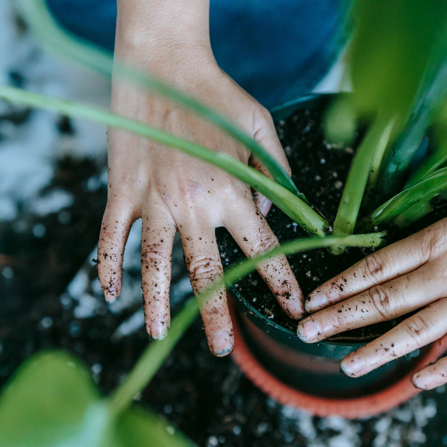 Monthly Plant maintenance