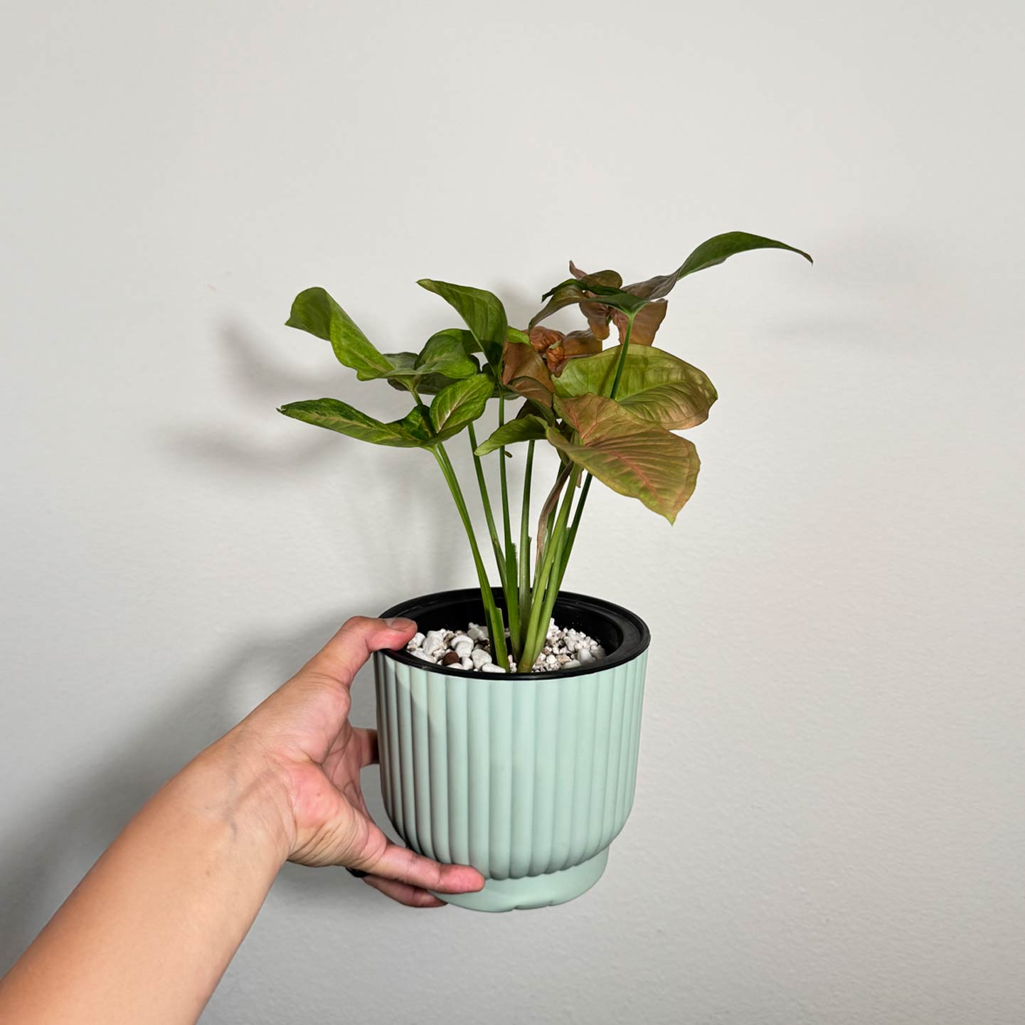Syngonium Pink Flecked