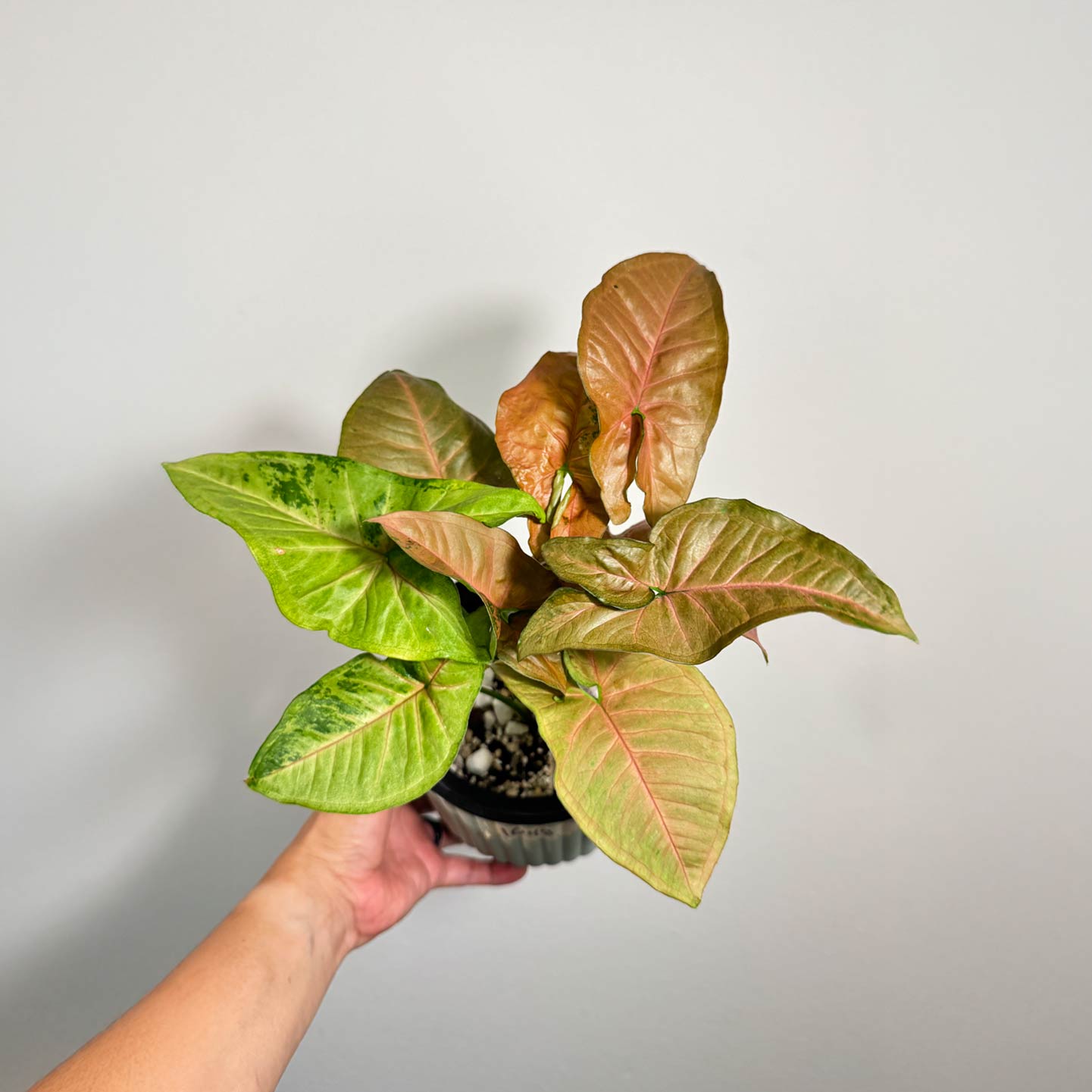 Syngonium Pink Flecked