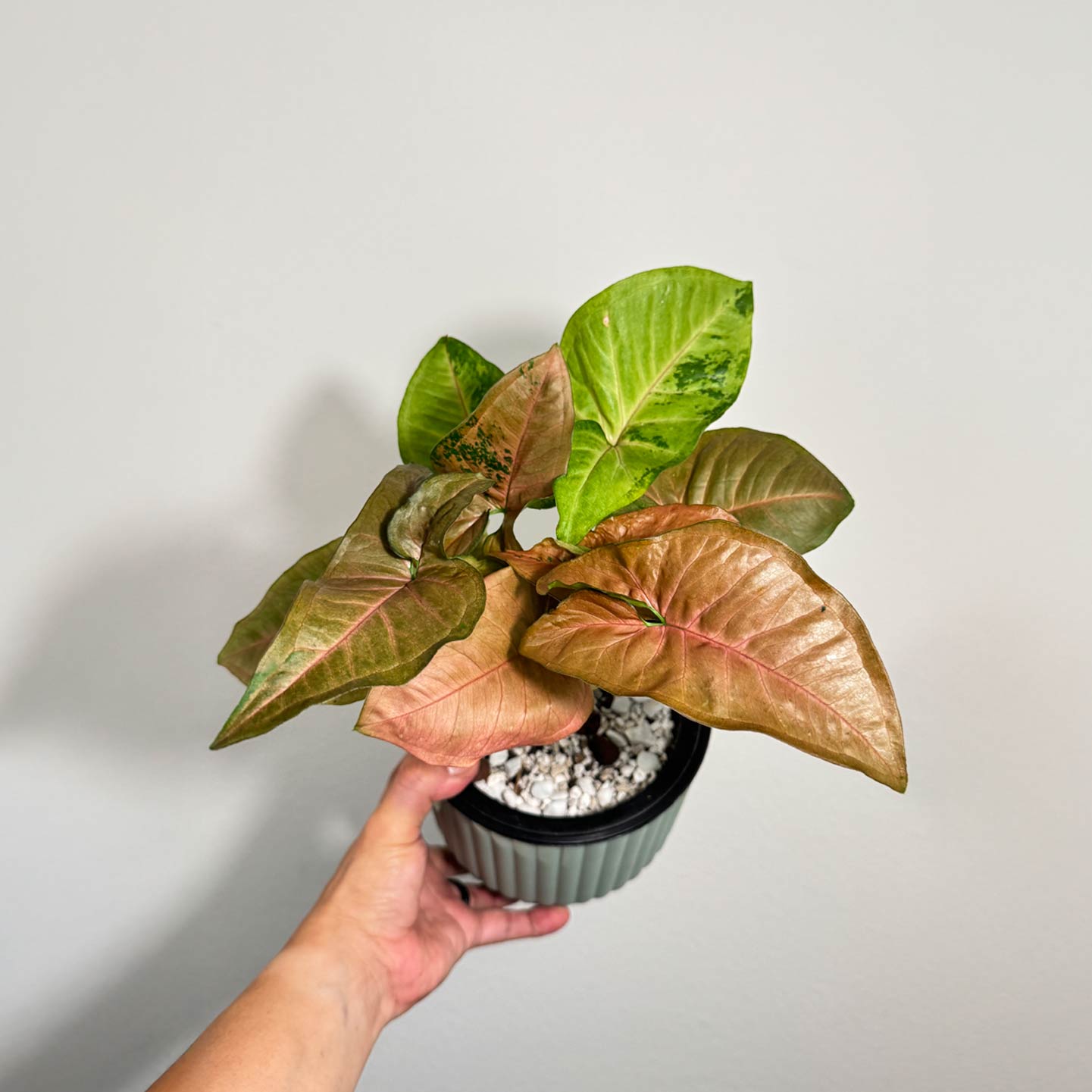 Syngonium Pink Flecked