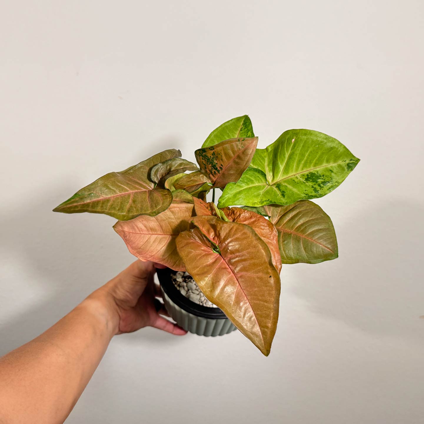 Syngonium Pink Flecked