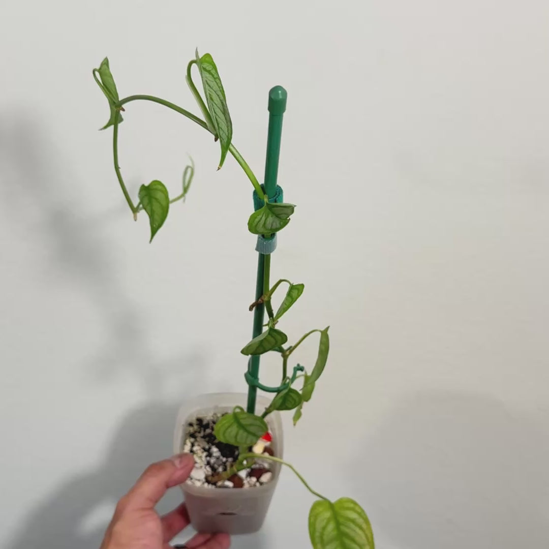Monstera Dubia