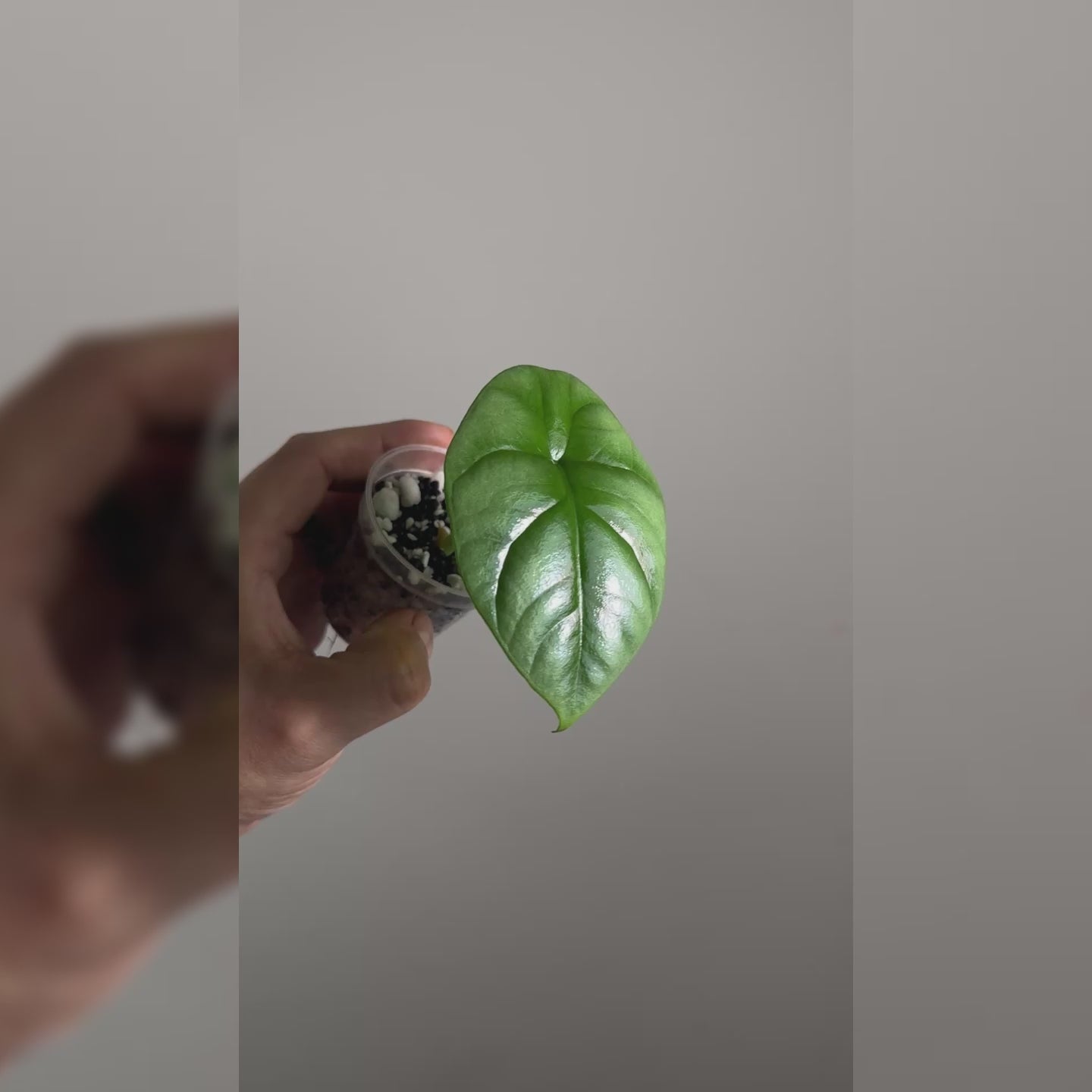 Alocasia Dragon Scale