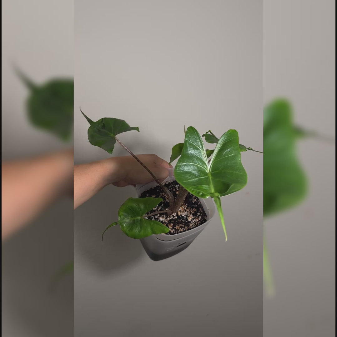 Alocasia Sting Ray