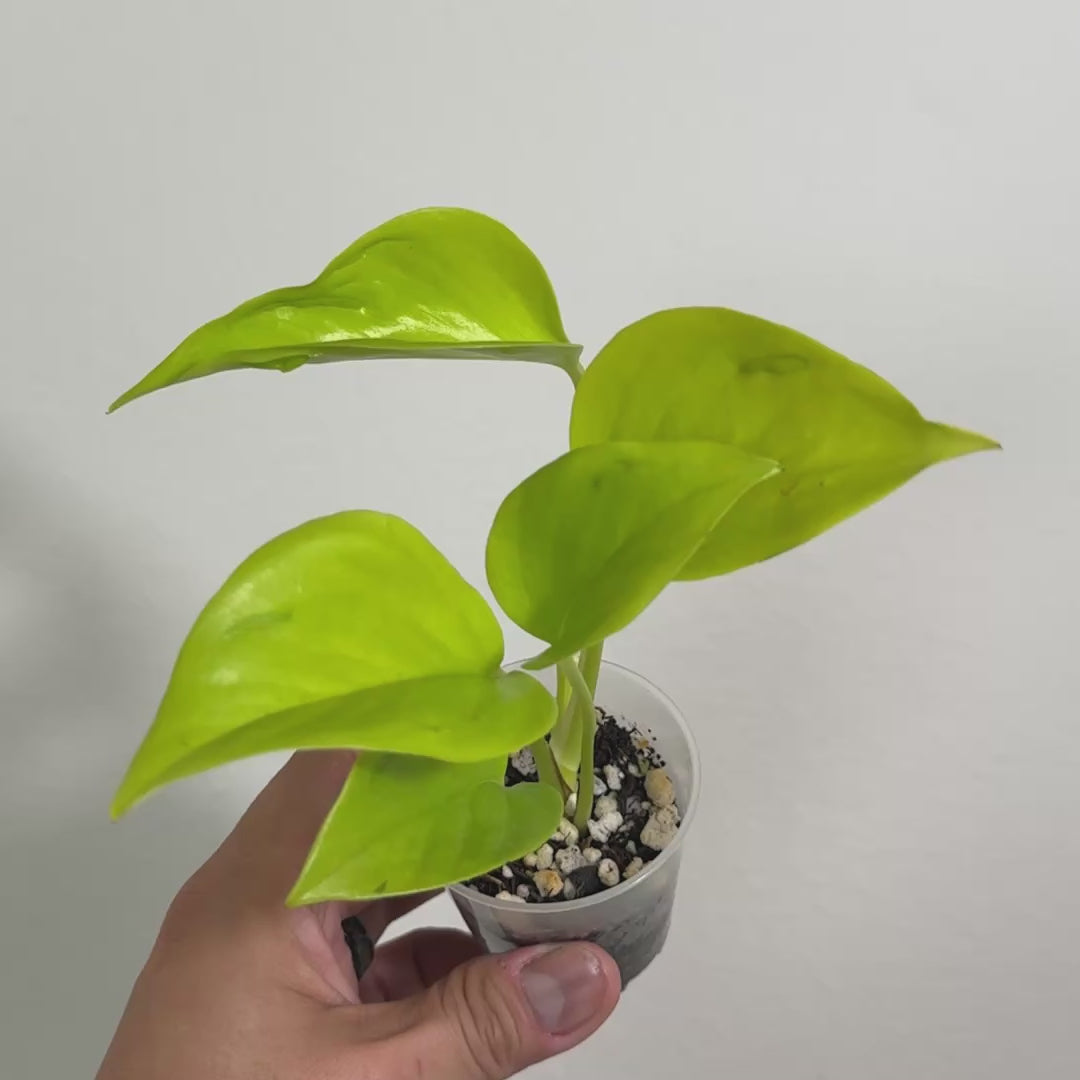 Pothos Champs Elysees