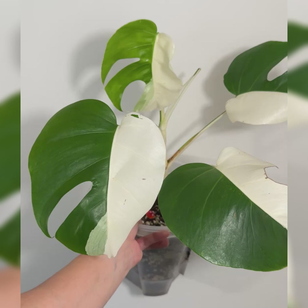 Monstera Albo (Japanese Import)