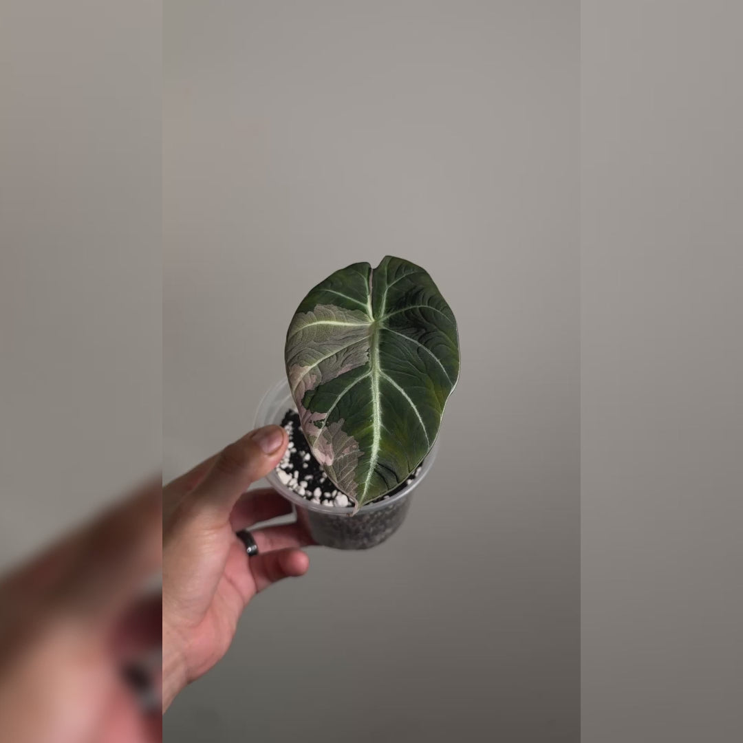 Alocasia Pink Black Velvet