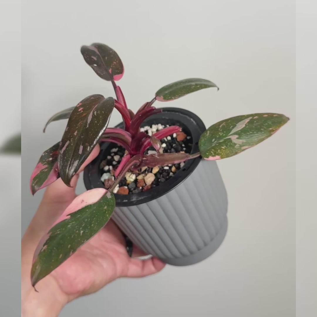 Philo Pink Princess