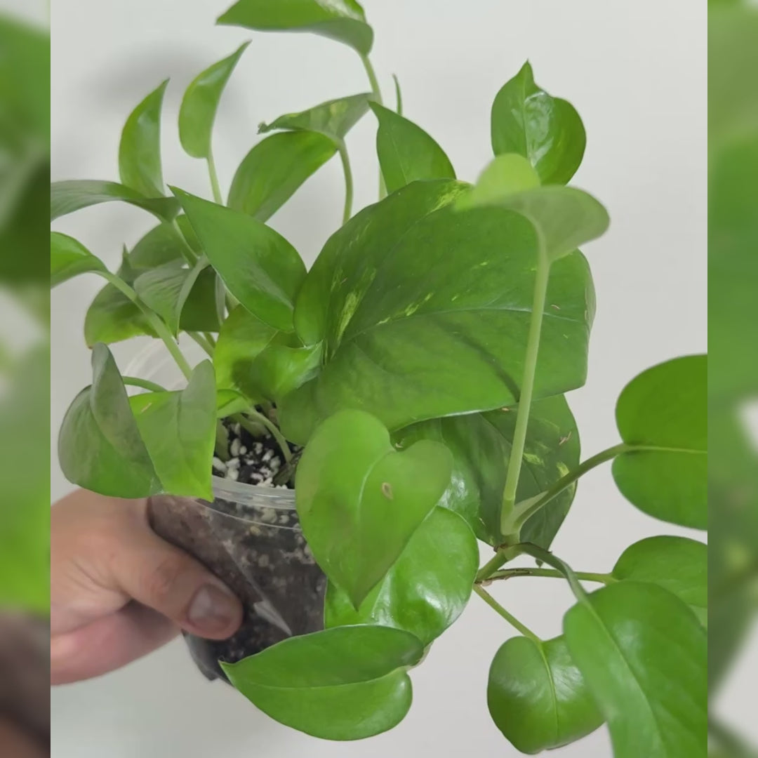 Golden Pothos