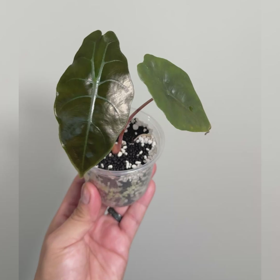 Alocasia Chanterii