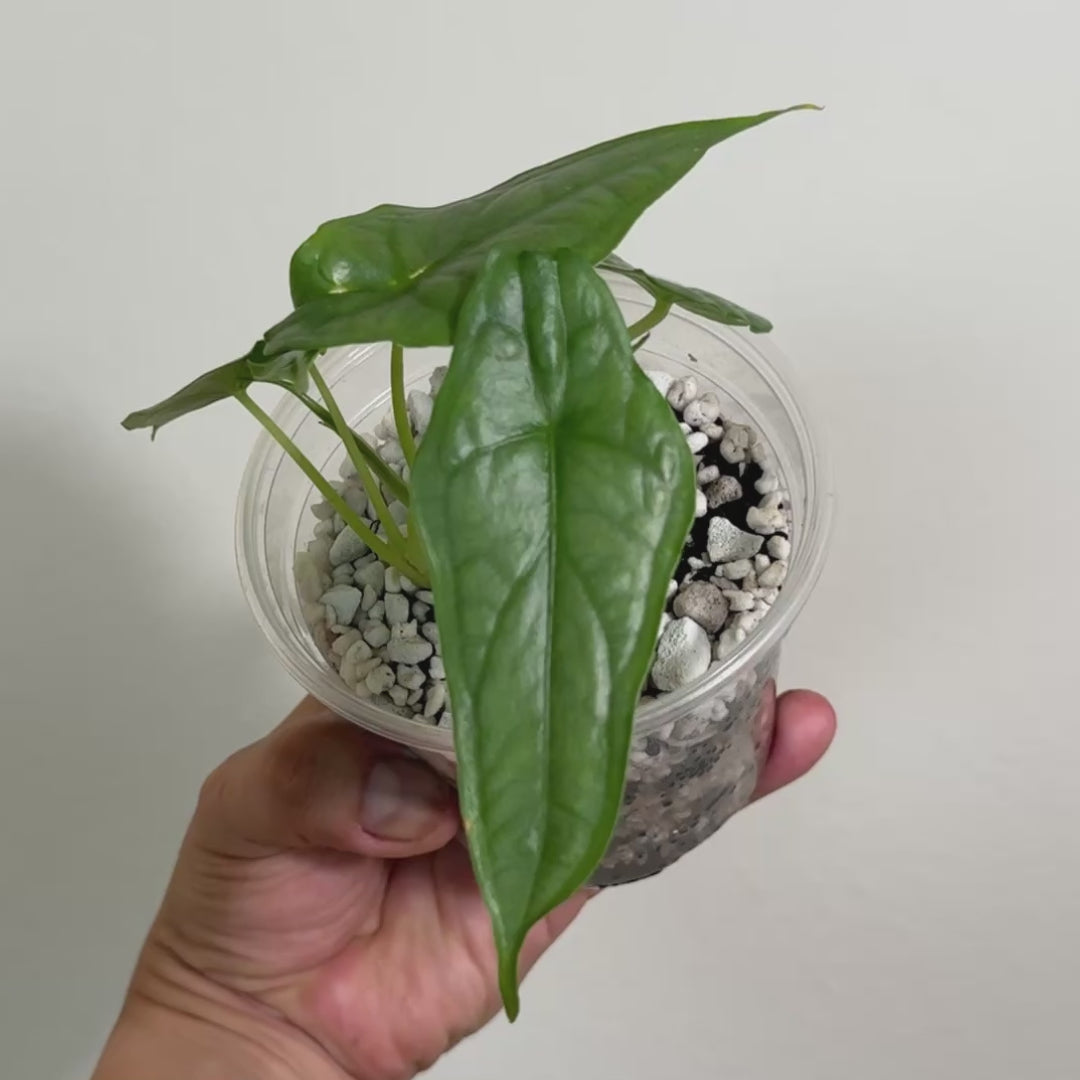 Alocasia Dragons Breath