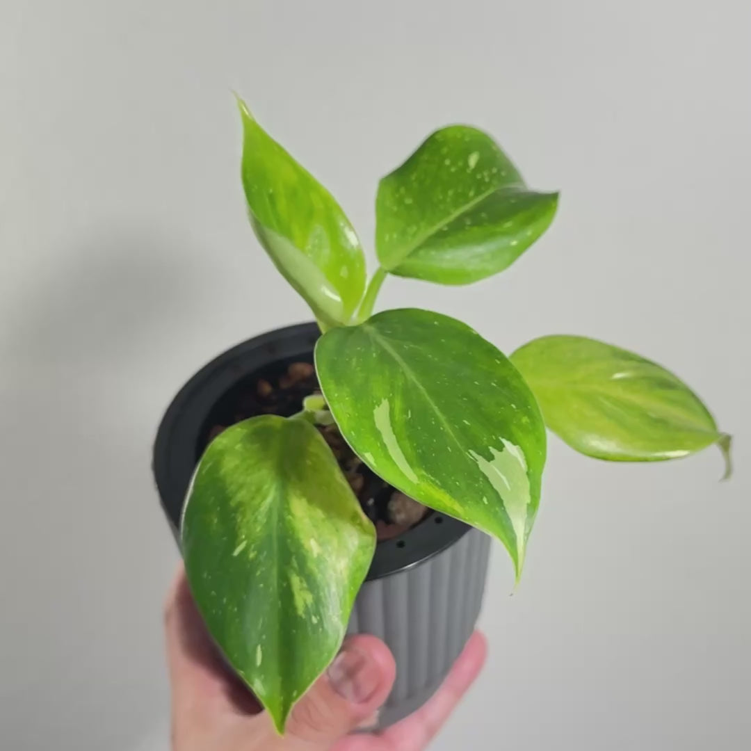 Punctata Variegated AKA White Knight