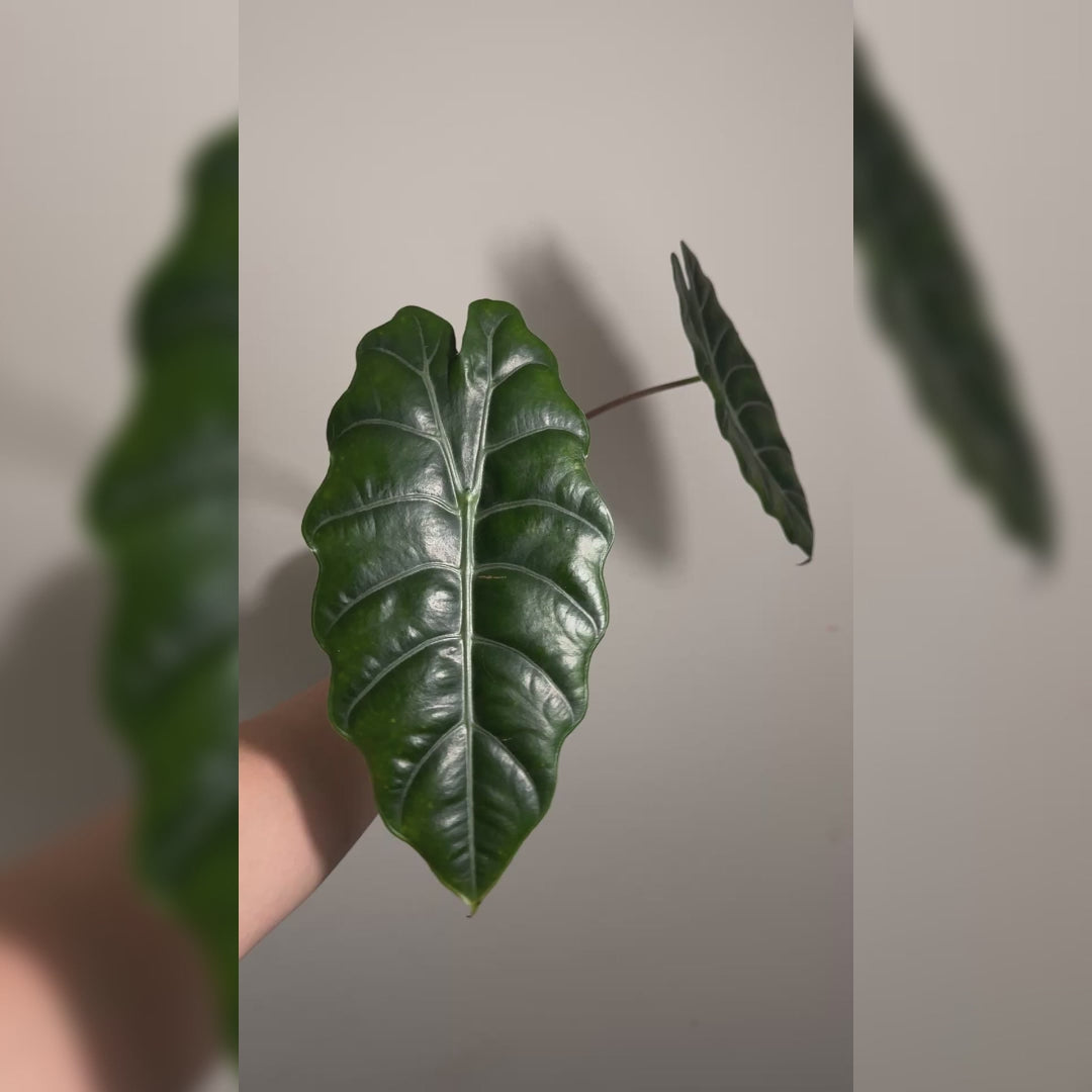 Alocasia Chanterii