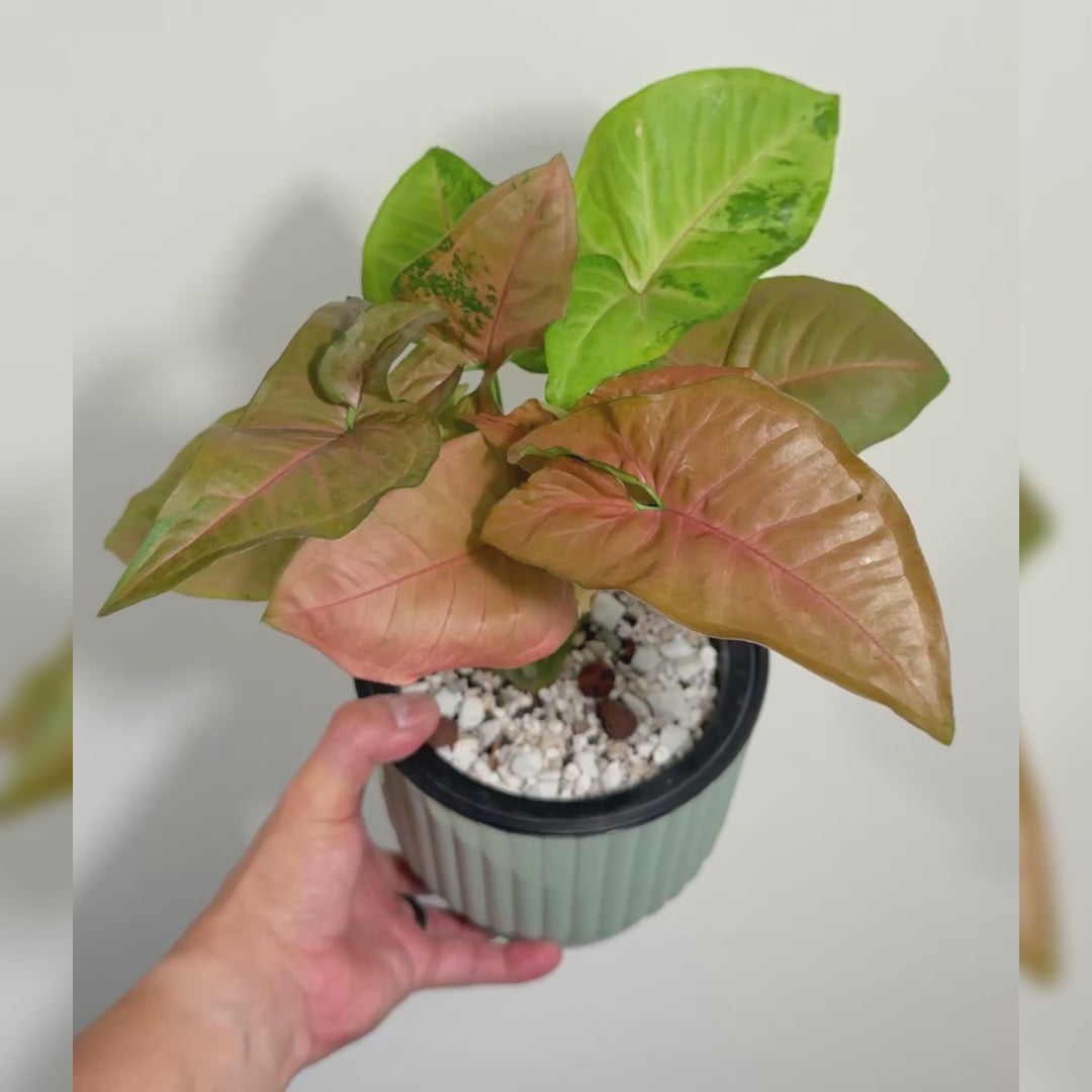 Syngonium Pink Flecked
