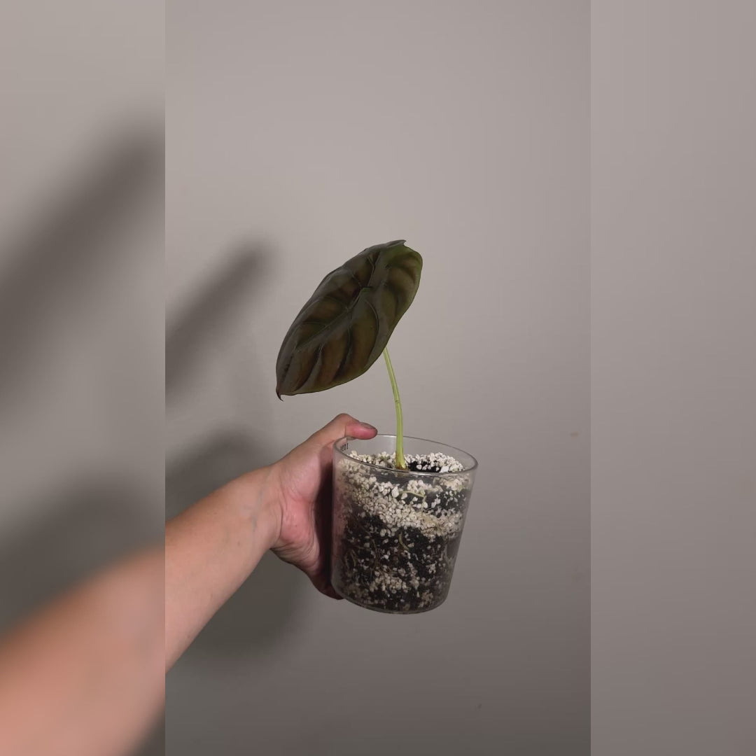 Alocasia Cuprea