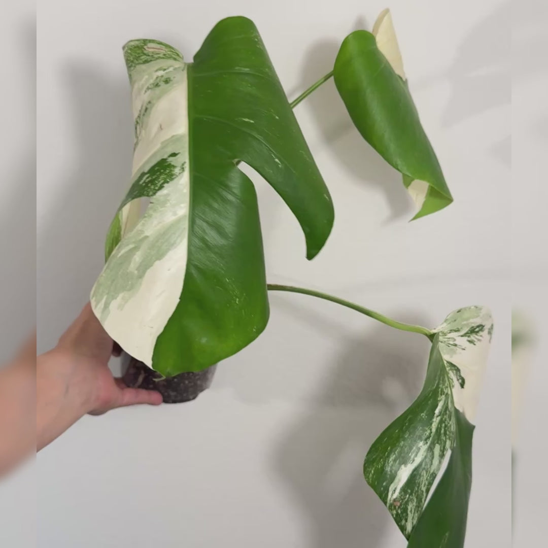 Monstera Albo