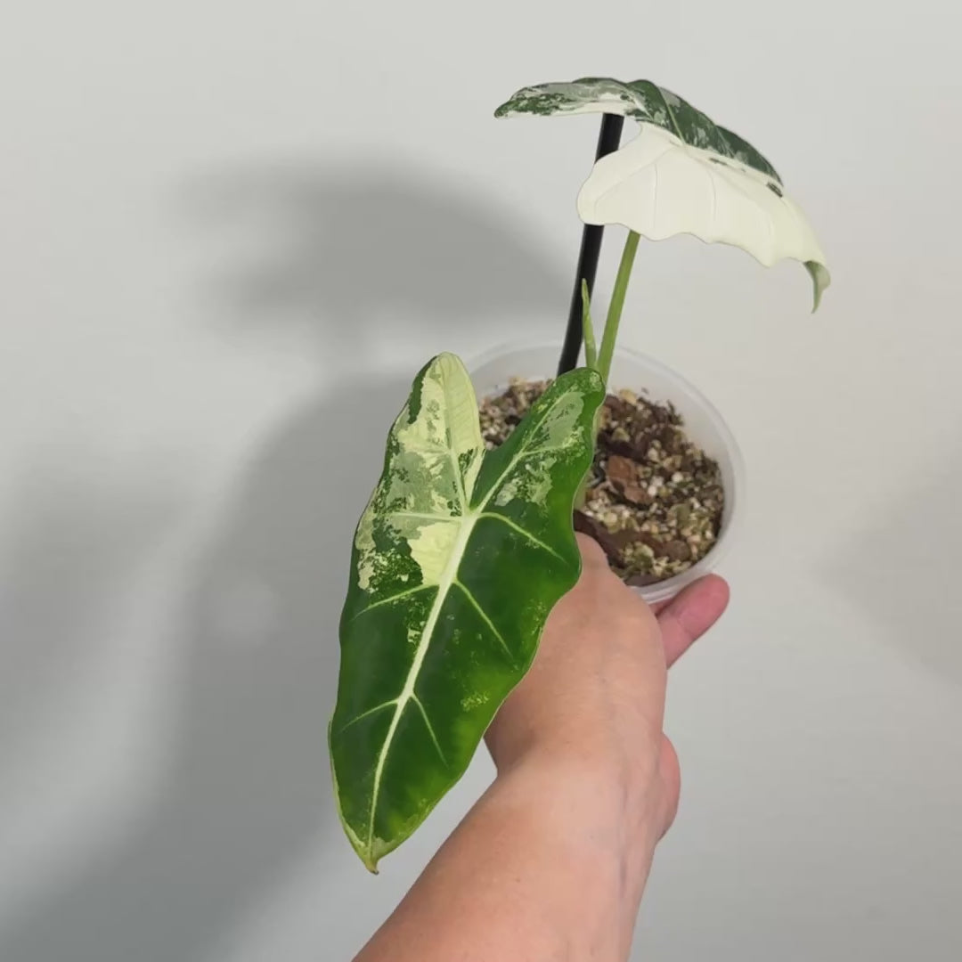 Alocasia Frydek