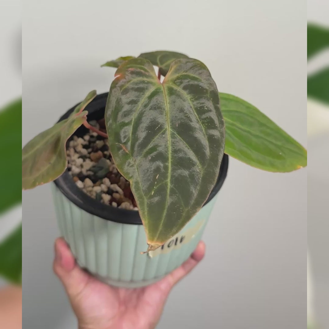 Anthurium Bessea AFF x Bench Hybrid