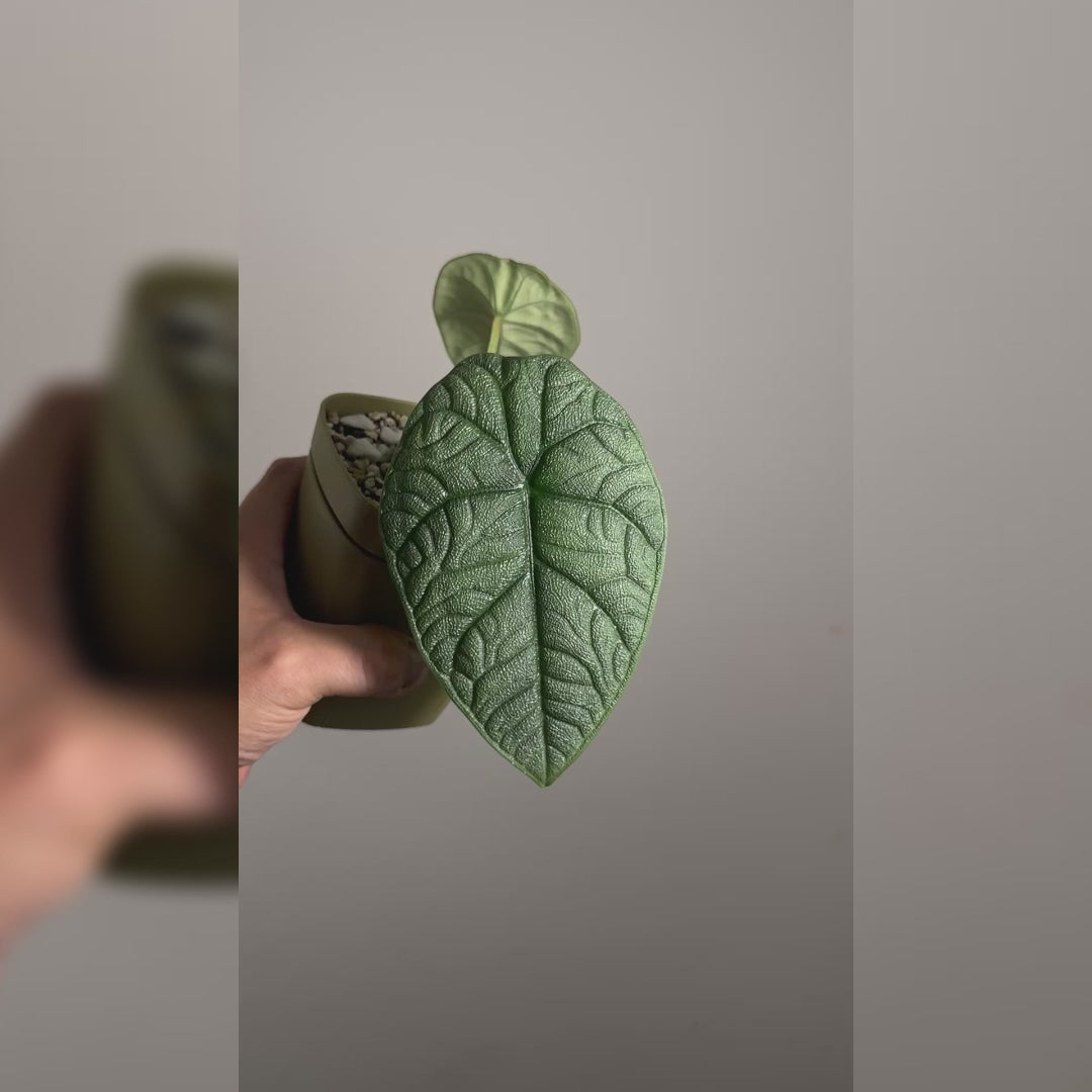 Alocasia Melo
