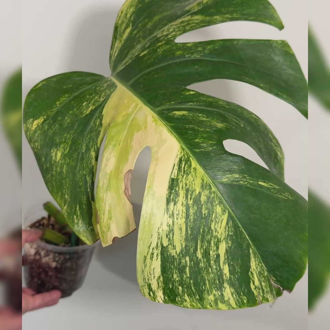 Monstera Aurea