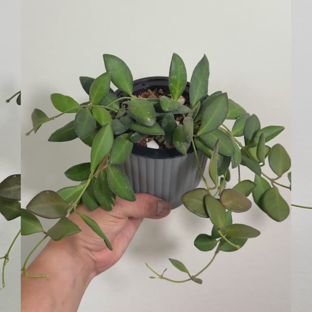 Hoya Bilobata